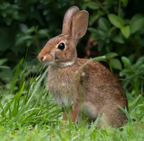 Wild rabbit in Colorado with tentacle-like growths
